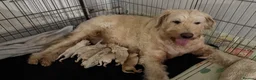 Mini Goldendoodle dogs for sale: 2 beautiful mini goldendoodle puppies ❤️ - Advert 6
