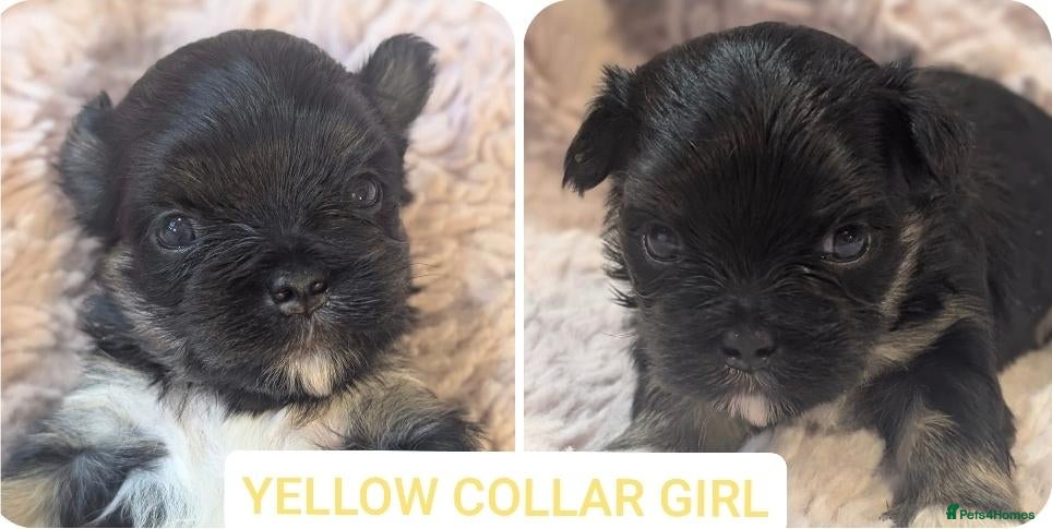 Lhasa Apso dogs KC LHASA APSO puppies 1 boy 2 girls available  - Advert 8