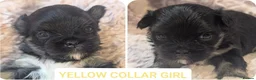 Lhasa Apso dogs for sale: KC LHASA APSO puppies 1 girl LEFT  - Advert 5