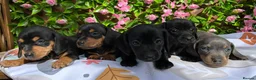 Miniature Dachshund dogs for sale: BEAUTIFUL PETIT LITTER OF MINI KC REG PRA CLEAR - Advert 8
