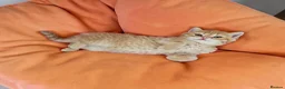 Scottish Fold cats for sale: Adorable Scottish Fold Straight Ear Tabby Kittens  - Advert 5