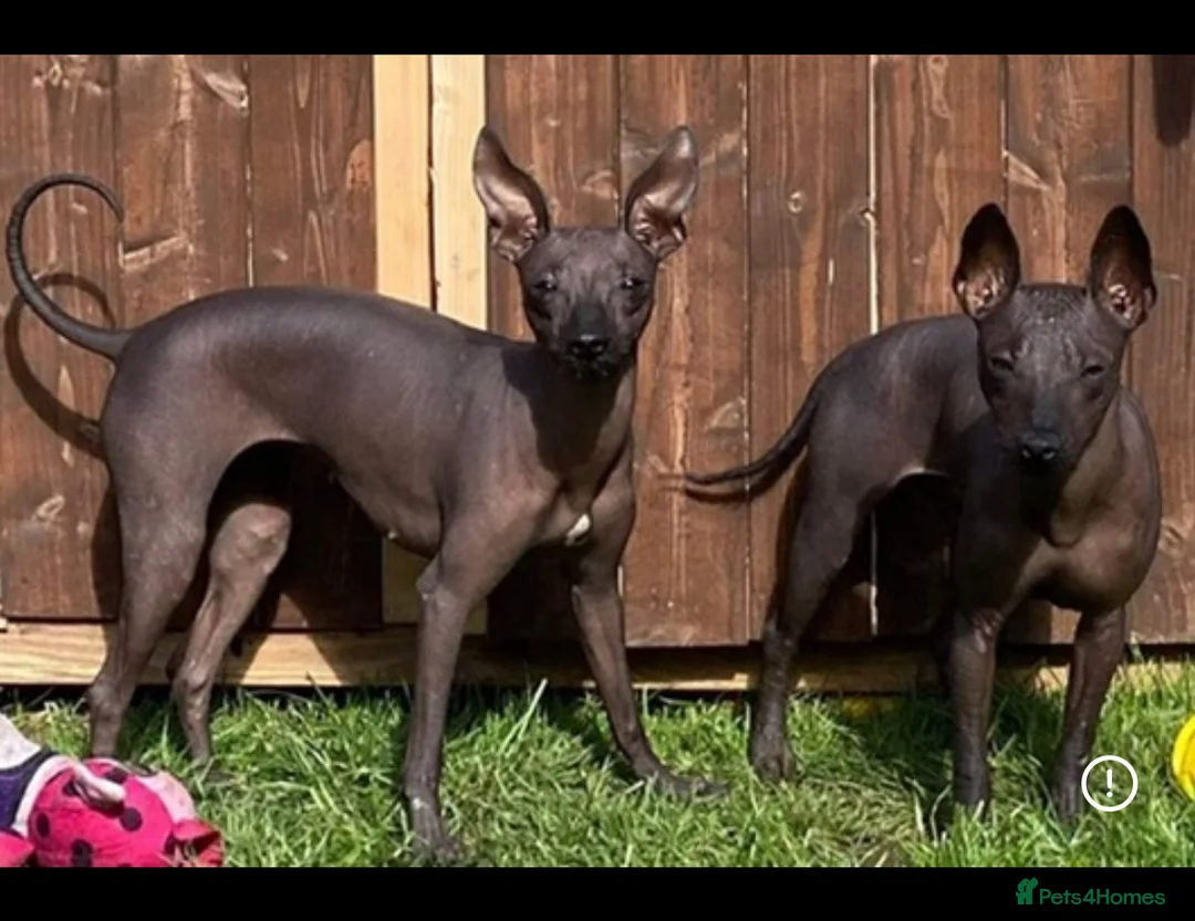 Mexican Hairless dogs for sale: Mexican Xoloitzcuintli coated/hairless mini in Peterhead - Advert 2