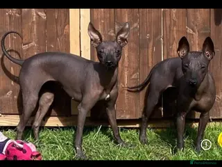 Mexican Hairless dogs Mexican Xoloitzcuintli coated/hairless mini - Advert 2