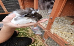 Guinea Pig rodents for sale: 3 boys left - Image 4