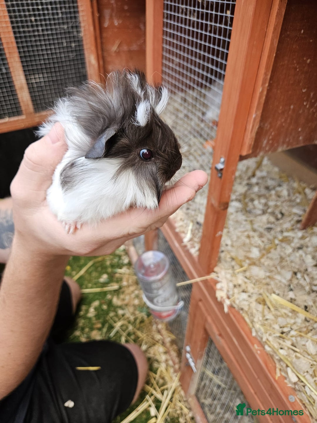 Guinea Pig rodents for sale: 3 boys left - Image 4