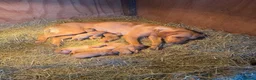 Labrador Retriever dogs for sale: Adorable fox red puppies  - Advert 3