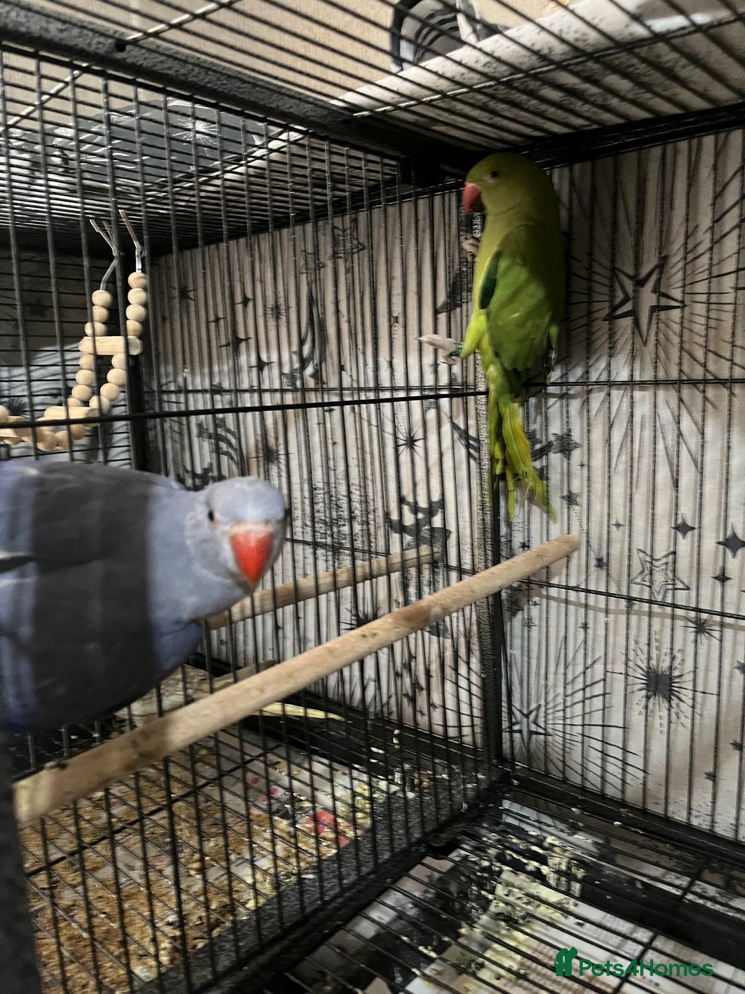 Ringnecks birds for sale: Ring necks for sale different colours  - Image 8