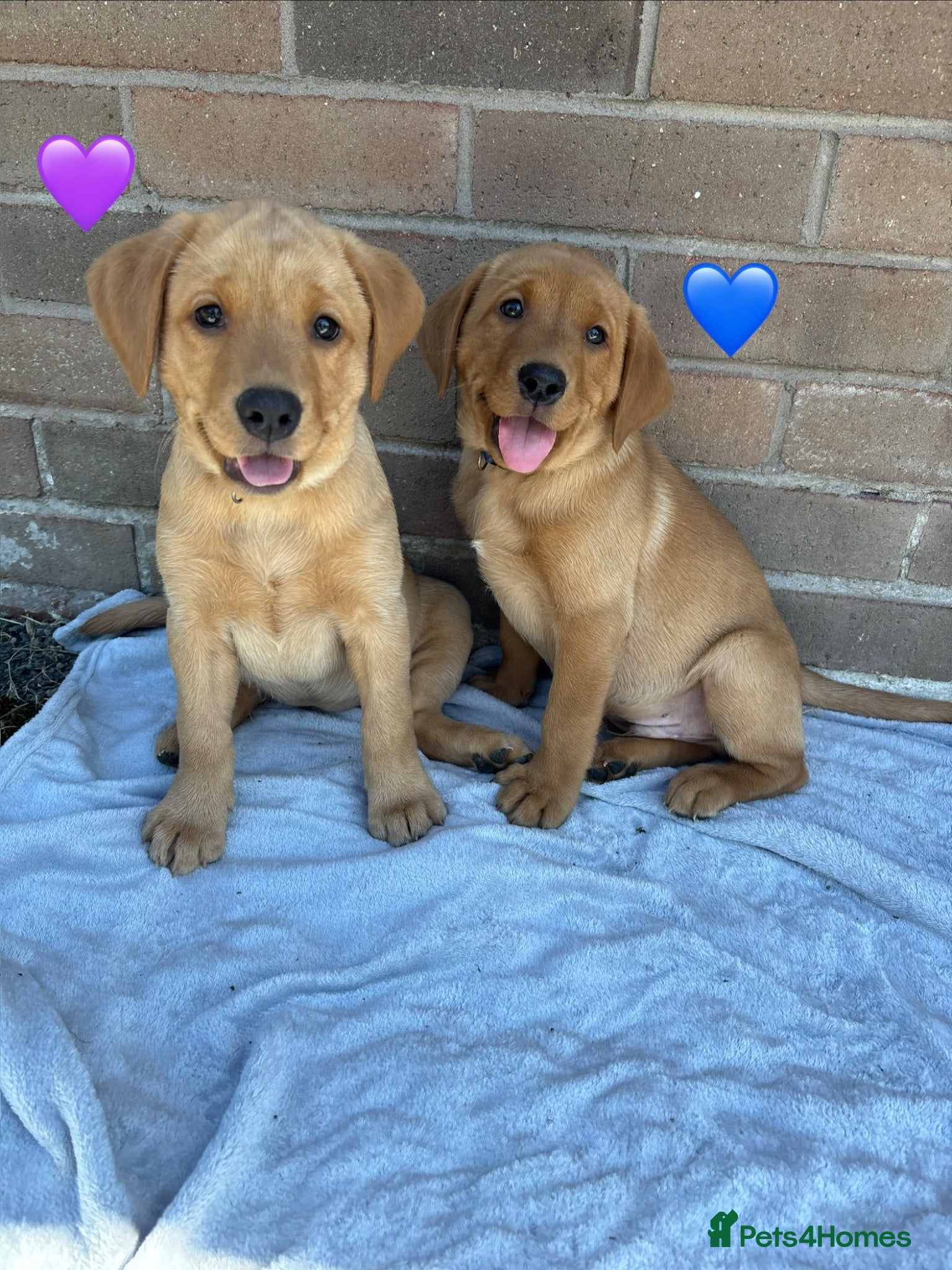 Labrador Retriever dogs Stunning Red Fox & Golden Labrador Puppies - Advert 2
