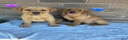 Labrador Retriever dogs for sale: Stunning Fox Red & Golden Labrador Puppies - Advert 7