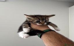 Mixed Breed cats for sale: European shorthair crossed with a tabby - Image 3