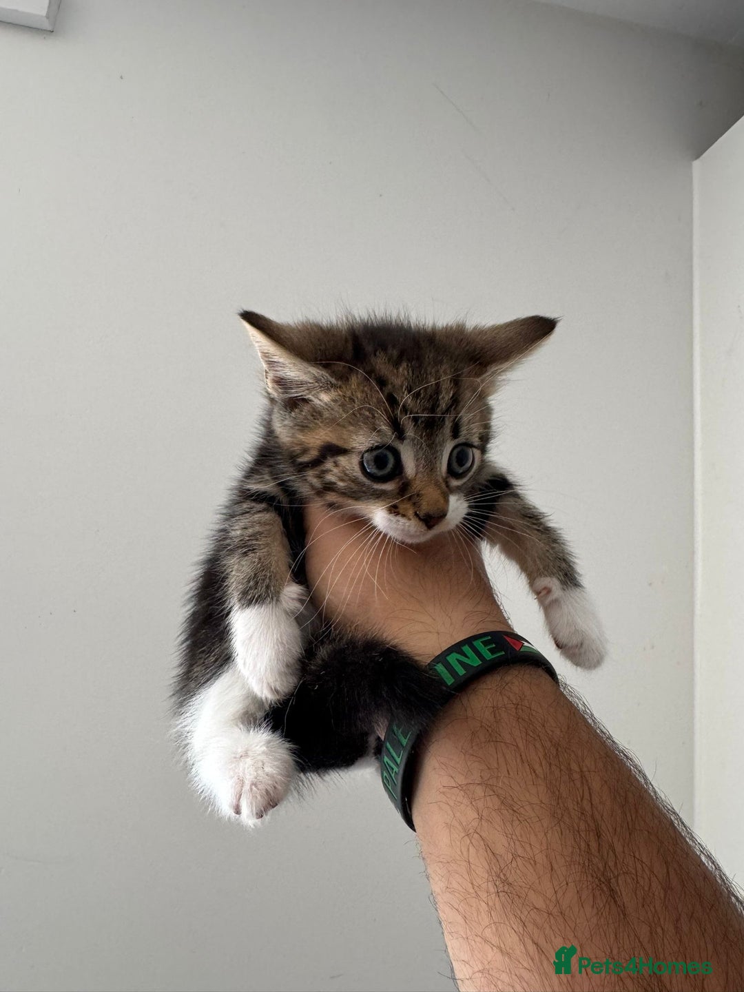Mixed Breed cats for sale: European shorthair crossed with a tabby - Image 3