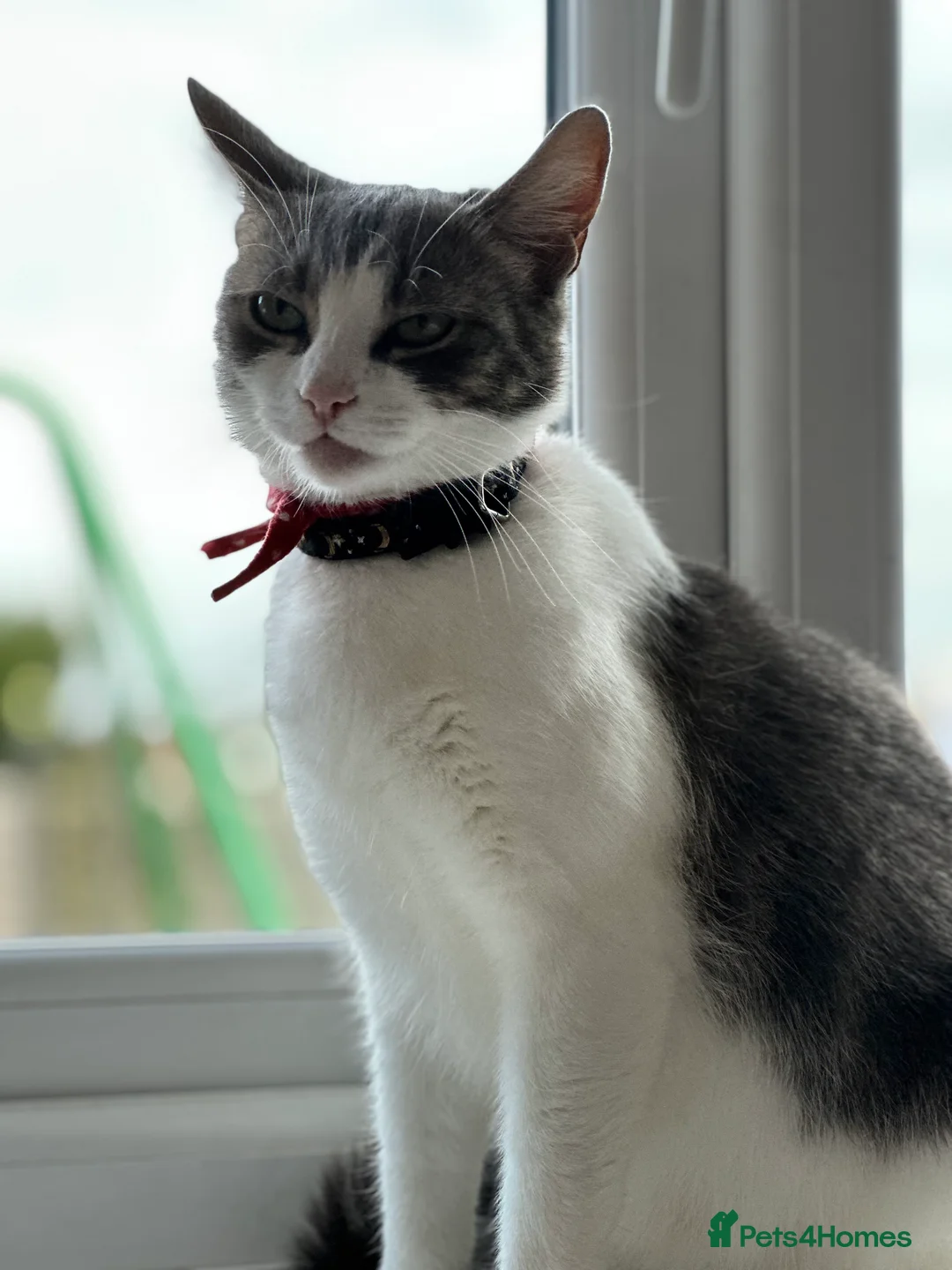 Mixed Breed cats for sale: Reserved  - Advert 7