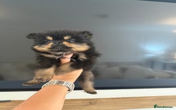 Pomeranian dogs for sale: Beautiful fluffy ** pomeranian babies - Image 7