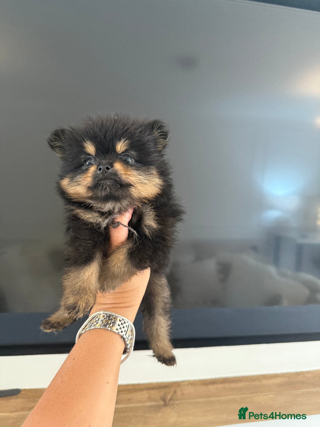 Pomeranian dogs for sale: Beautiful fluffy ** pomeranian babies - Image 7