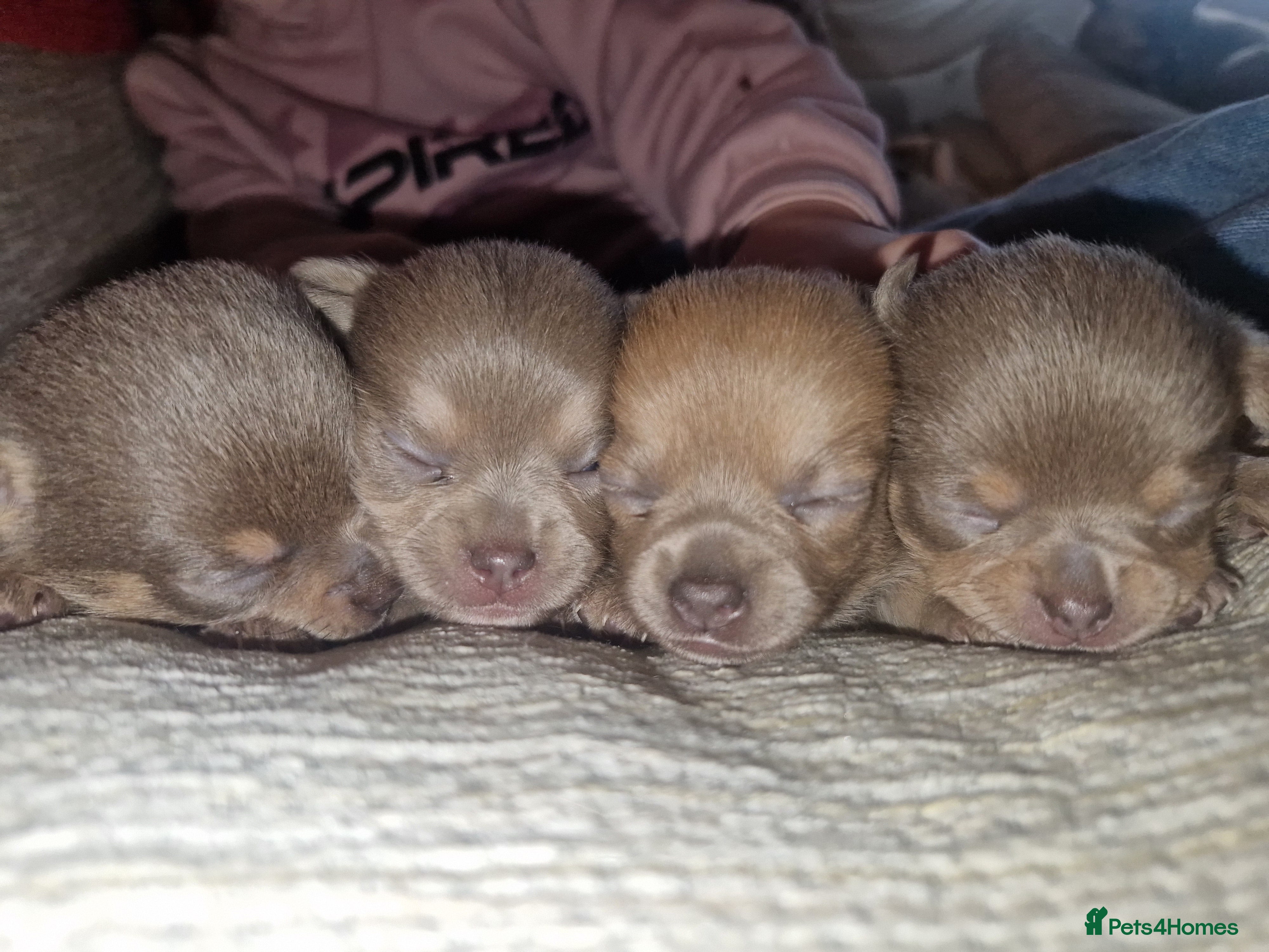 Chihuahua dogs Rare blue lilac miniature chihuahua  - Advert 1