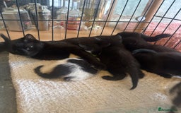 American Shorthair cats for sale: Cute little kitties  - Image 1