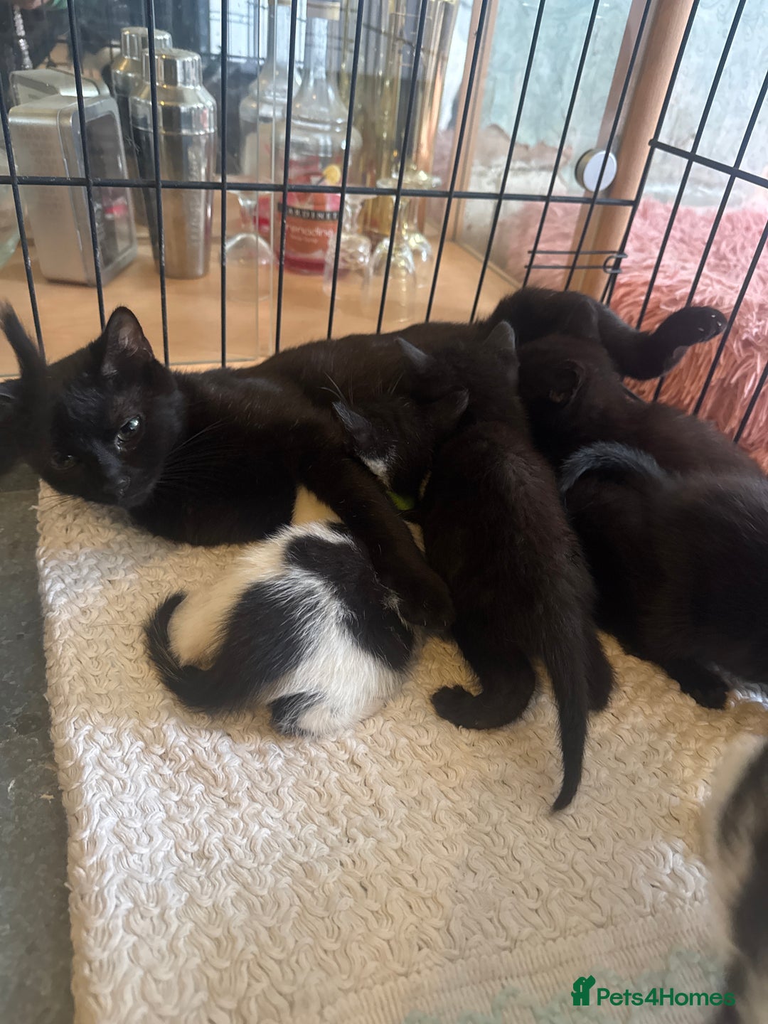 American Shorthair cats for sale: Cute little kitties  - Image 1
