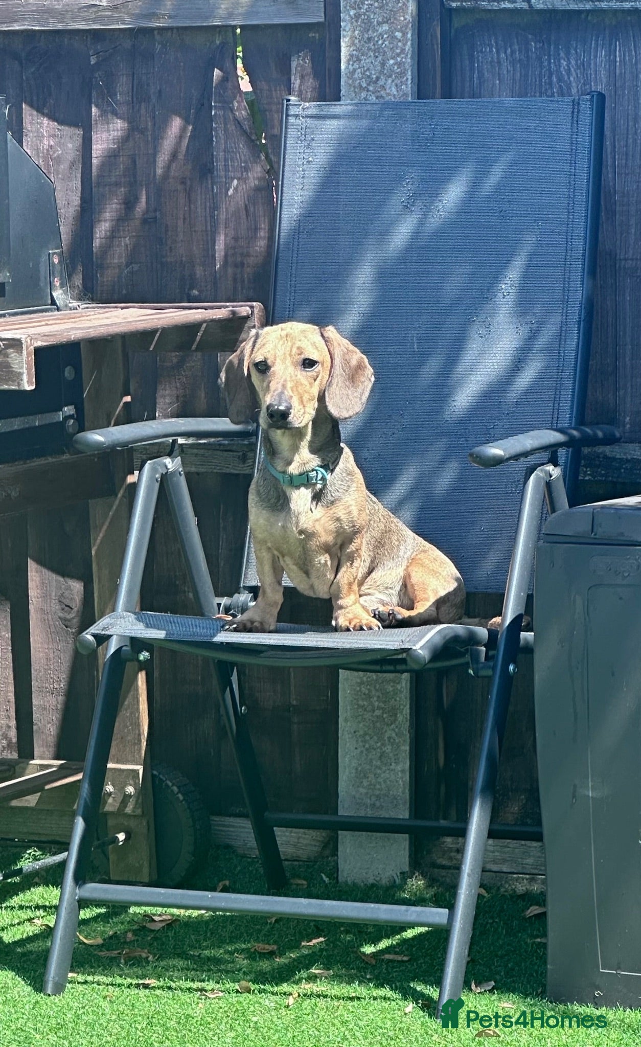 Miniature Dachshund dogs 10 month old miniature dachshund  - Advert 2