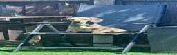 Miniature Dachshund dogs for sale: 10 month old miniature dachshund  - Advert 1