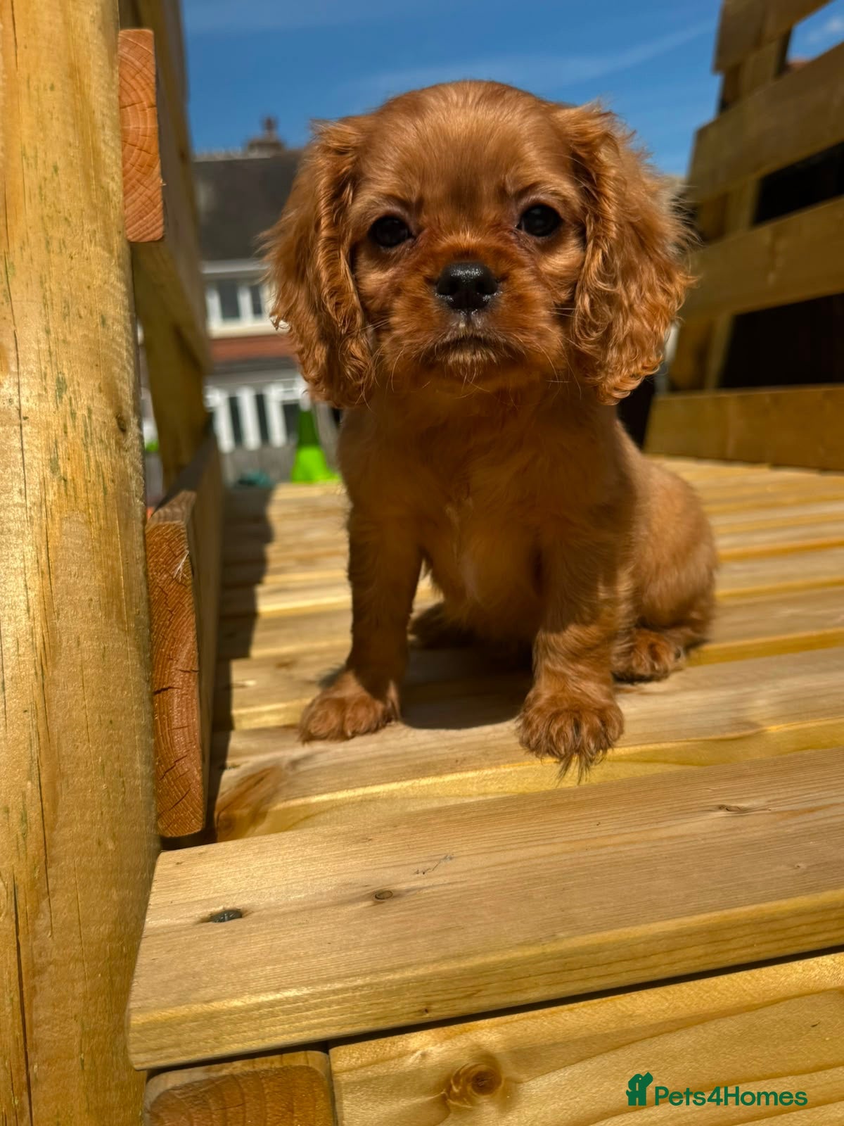 Cavalier King Charles Spaniel dogs Ruby Boy KC King Charles Cavalier Health Tested  - Advert 1