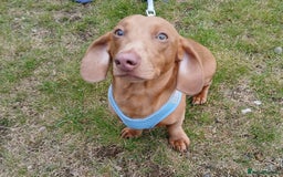 Dachshund dogs for sale: Dashound  - Image 1