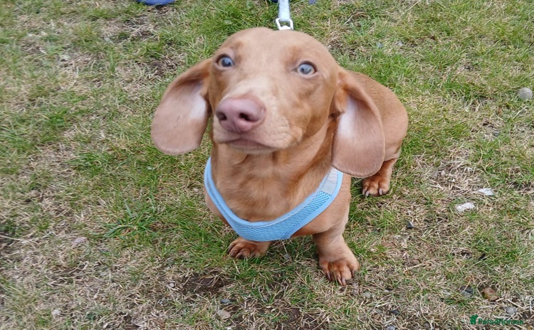 Dachshund dogs - Advert 1
