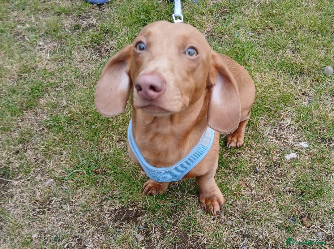 Dachshund dogs for sale: Dashound  - Image 1