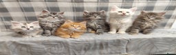 Maine Coon cats for sale: Beautiful Maine Coon Kittens – for Loving Homes - Advert 3