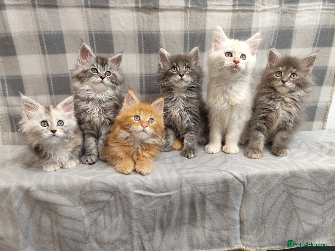 Maine Coon cats for sale: Beautiful Maine Coon Kittens – for Loving Homes - Advert 3