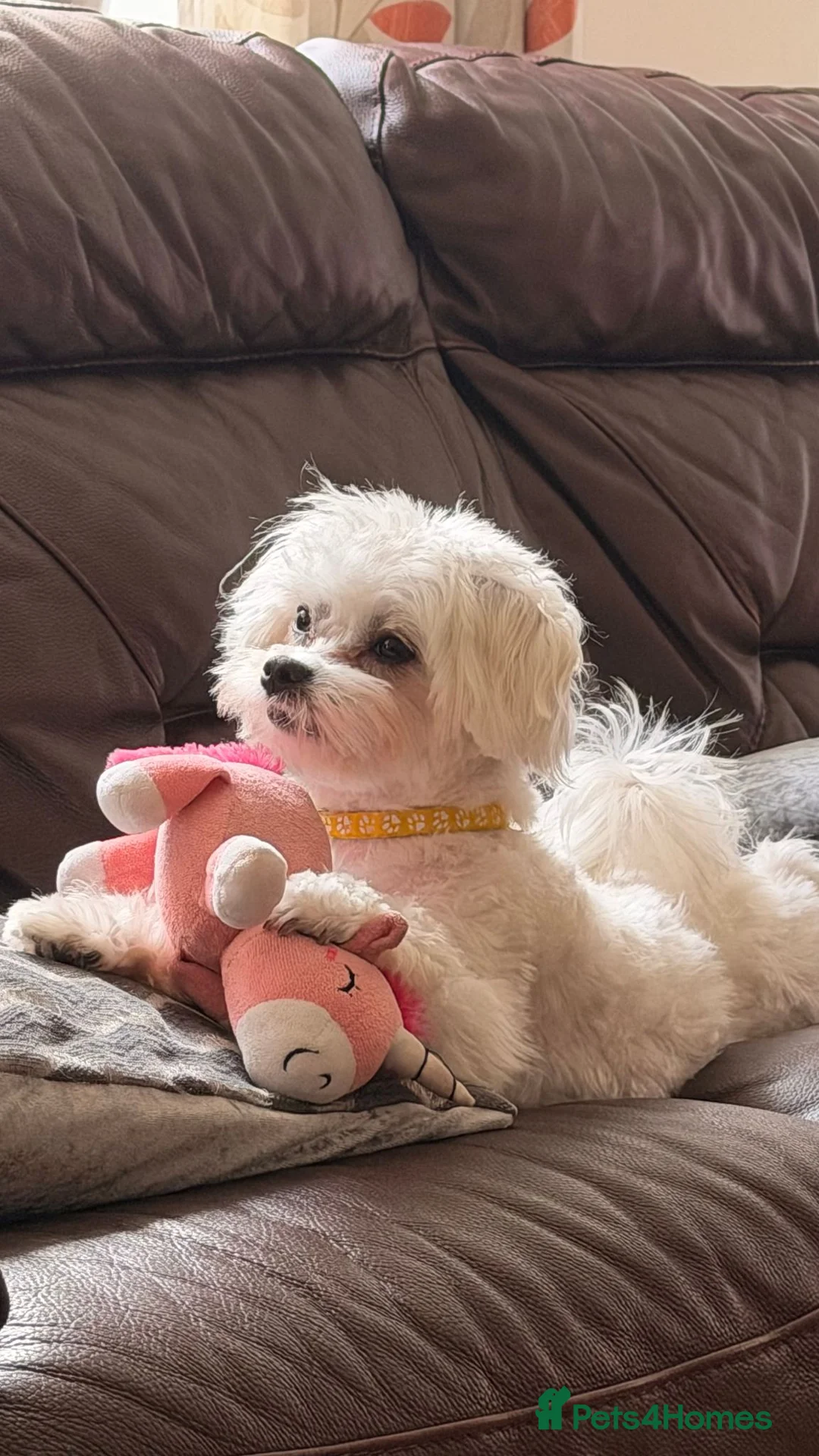Maltese dogs for stud: Charlie  in Basildon - Advert 8