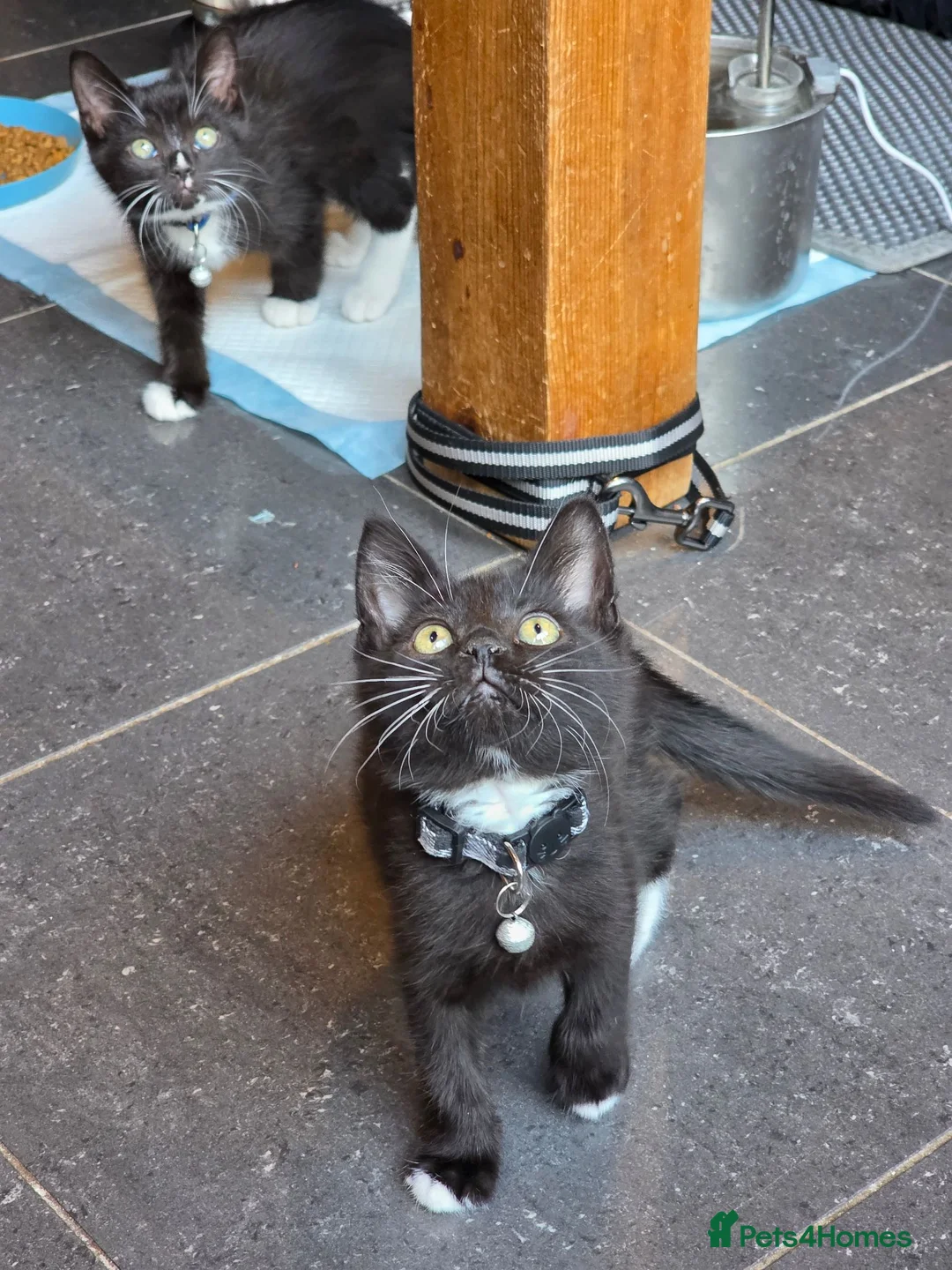 British Shorthair cats for sale: The cutest British Shorthair kittens  - Advert 2