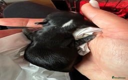 Chihuahua dogs for stud: STUD: Gorgeous White Long Coat Chihuahua  in Aldershot - Image 20