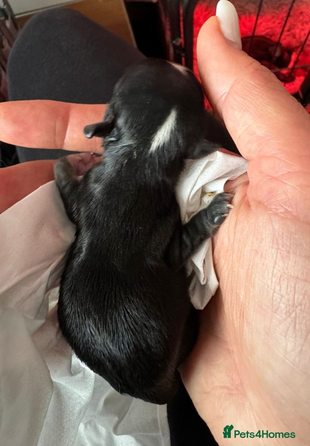 Chihuahua dogs for stud: STUD: Gorgeous White Long Coat Chihuahua  in Aldershot - Image 20