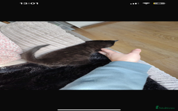 Mixed Breed cats for sale: Beautiful grey and black kitten - Advert 1