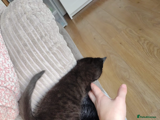 Mixed Breed cats Beautiful grey and black kitten - Advert 5