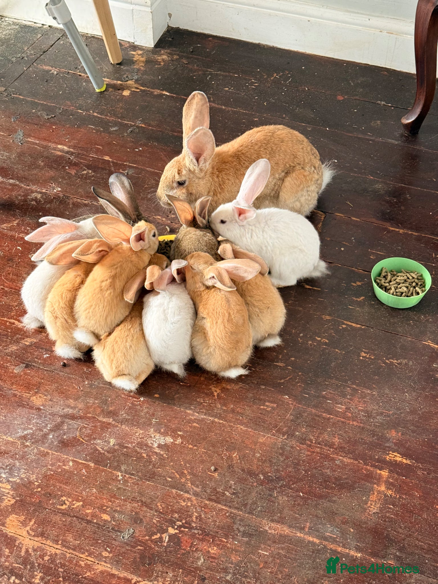 Flemish rabbits Male and female pure flemish kittens!  - Advert 1