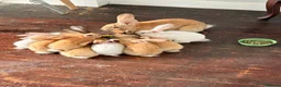 Flemish rabbits for sale: Male and female pure flemish kittens!  - Advert 1