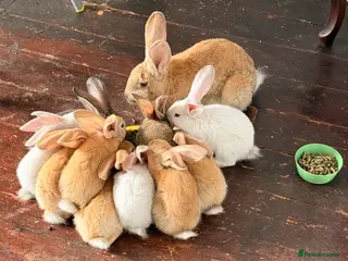 Flemish rabbits One fawn male baby bunny left! - Advert 3