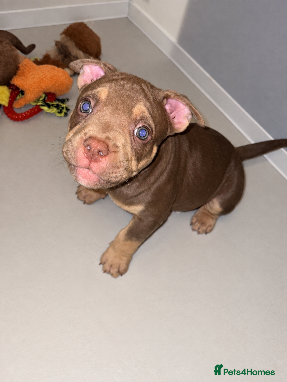 American Bully dogs American pocket bullies - Advert 2
