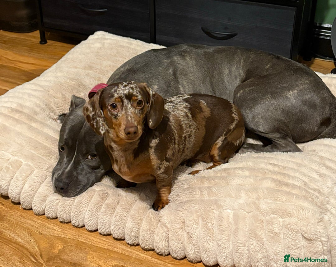 Mixed Breed dogs for sale: Re homing my dogs - Image 13