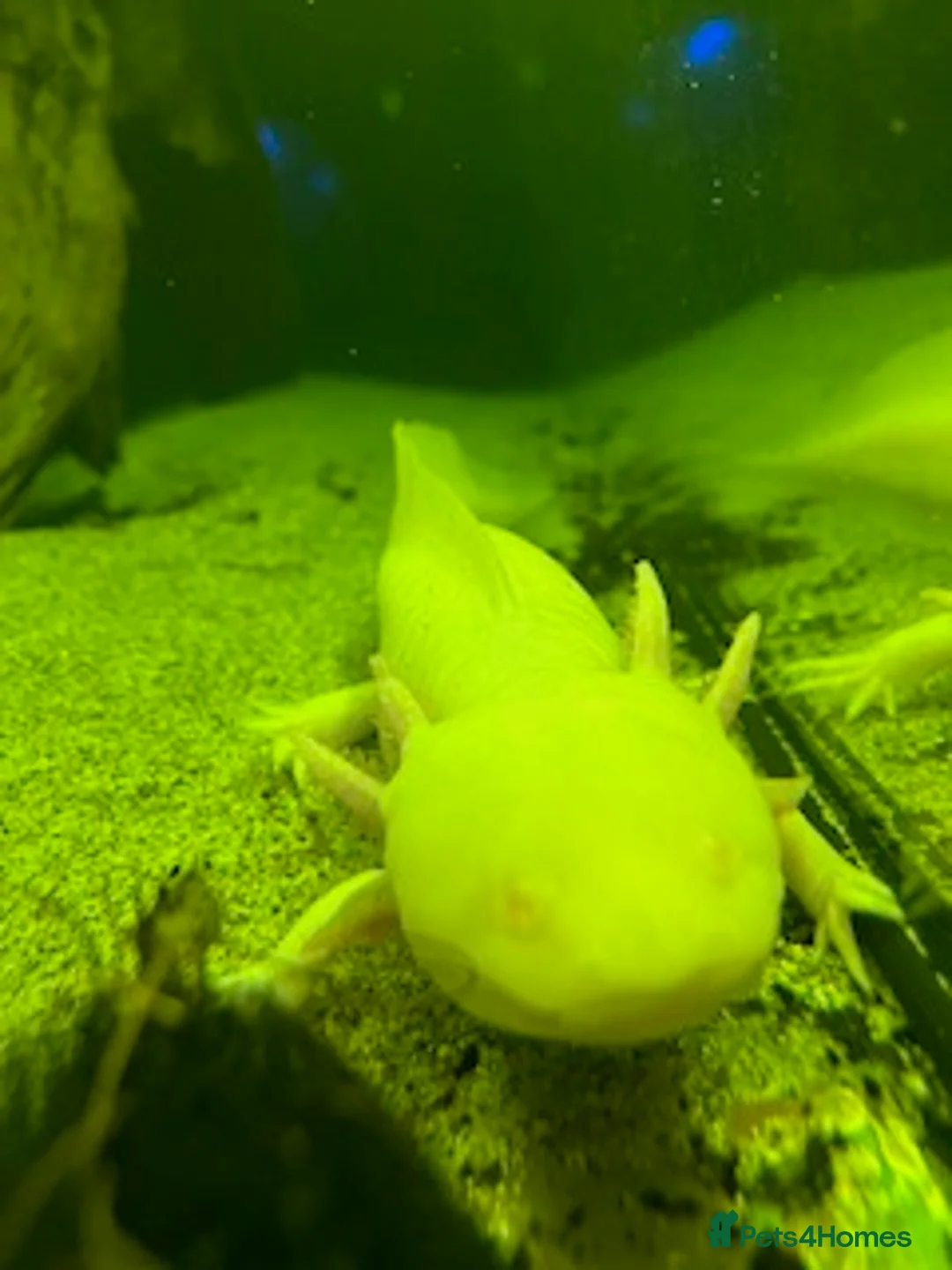 Axolotl reptiles for sale: Large Male Axolotyl in East Boldon - Advert 1