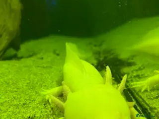 Axolotl reptiles Large Male Axolotyl in East Boldon - Advert 1