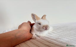 Angora rabbits for sale: Fully Vaccinated Pedigree English Angoras  - Image 20