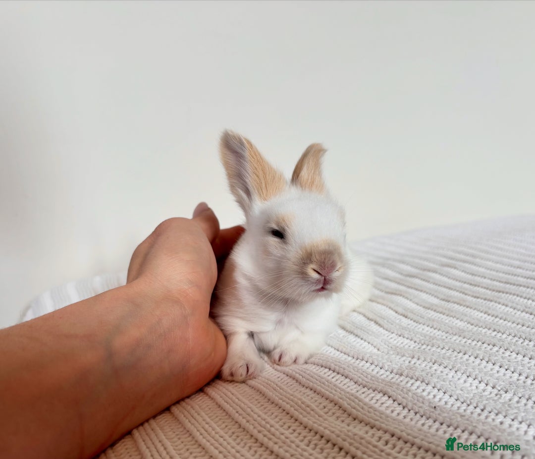 Angora rabbits for sale: Fully Vaccinated Pedigree English Angoras  - Image 20