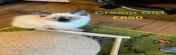 Ragdoll cats for sale: 💖Fabulous Pure Ragdoll Kittens Waiting for Love❤️ - Advert 30