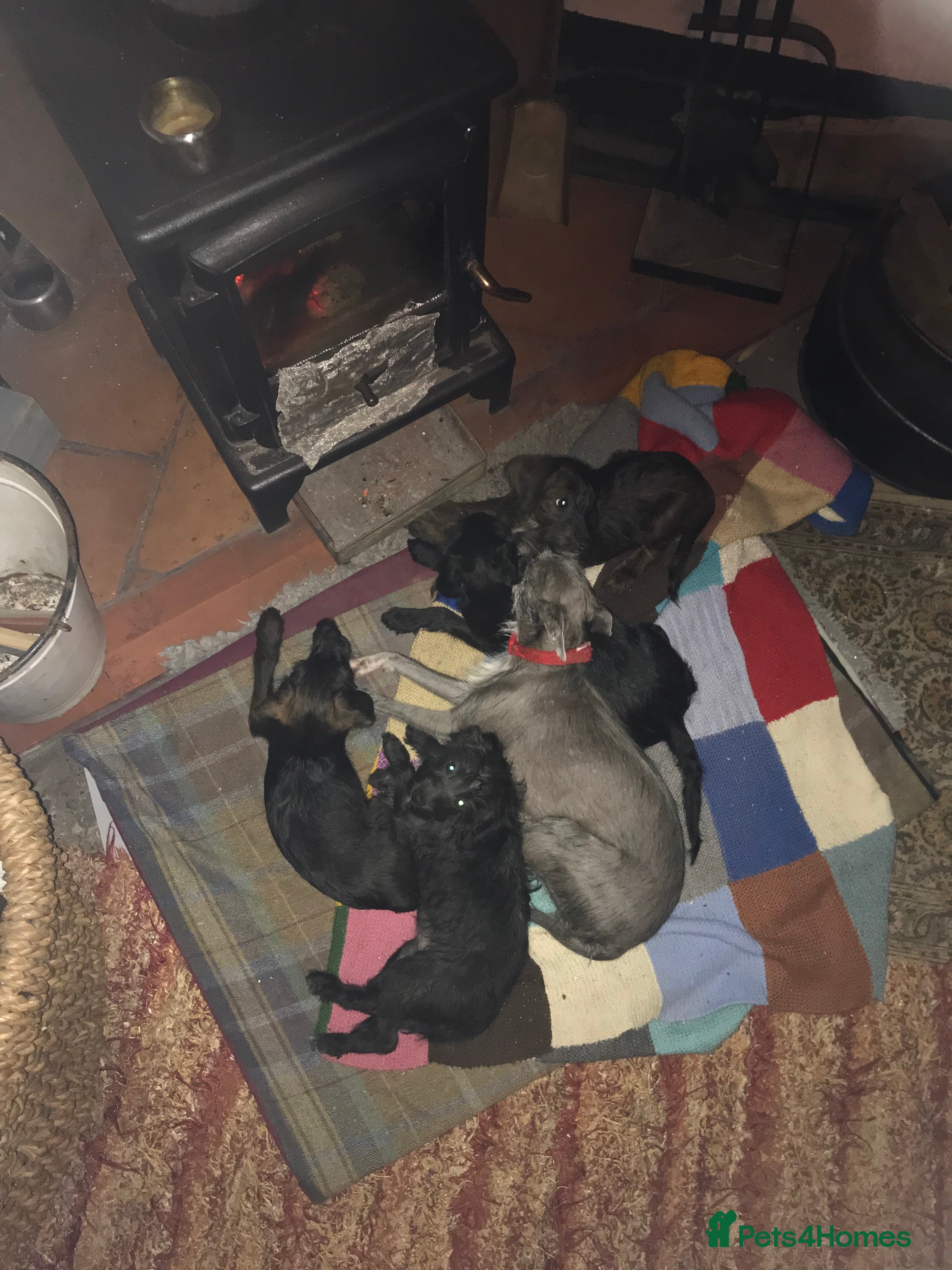 Mixed Breed dogs Bedlington whippet Italian grayhound x  - Advert 16