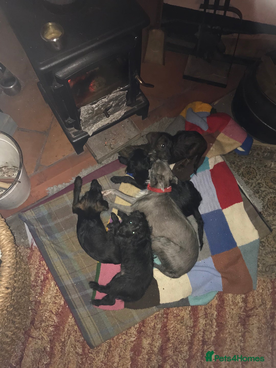 Mixed Breed dogs for sale: Bedlington whippet Italian grayhound x  - Advert 1