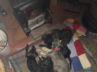 Mixed Breed dogs Bedlington whippet Italian grayhound x - Advert 10