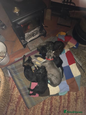 Mixed Breed dogs Bedlington whippet Italian grayhound x - Advert 1