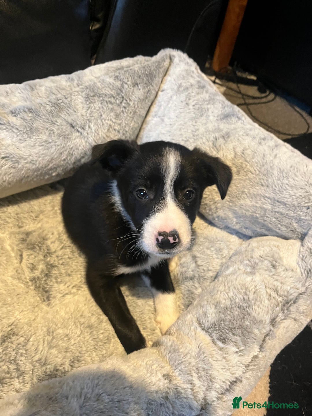 Border Collie dogs for sale: Lovely litter of 6 border collie puppies - Advert 3